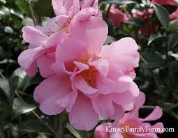 Camellia Shrubs For Sale Georgia Garden In 2020 Shrubs For Sale Plant Nursery Camellia