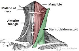 3d interactive tutorials on the anatomy of the neck, including the anatomical organisation, musculature, larynx, pharynx, blood supply and innervation. Anterior Triangle Of The Neck Subdivisions Teachmeanatomy