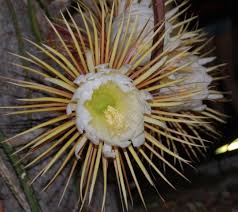 Flowers that bloom at night only. Magical Queen Of The Night Flowers Are Blooming All Over Sarasota Sarasota Magazine