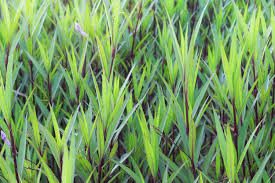 Image result for Pogonatherum paniceum