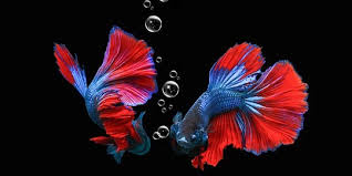 Saya penternak ikan laga kampung/liar,ikan guppy dll. Cara Budidaya Ikan Cupang Di Rumah Mudah Dan Bisa Jadi Ladang Bisnis Merdeka Com