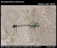 Image result for Distephanus divaricatus