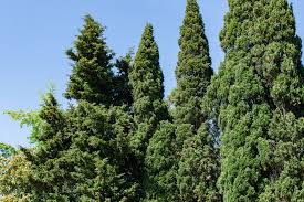 Image result for Cupressus sempervirens