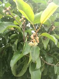 Image result for Mimusops elengi