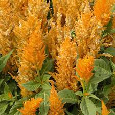 In times of scarcity, a truly hungry rabbit may also eat just about anything. Fresh Look Gold Plumed Celosia Plant Free Shipping