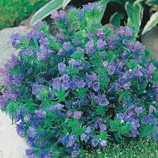 Image result for Echium