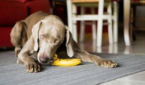 Banane Pour Chien Fruits Comestibles