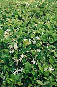 I have confederate jasmine planted in various places around the yard here in coastal south carolina. Asian Star Jasmine