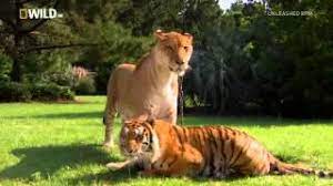 We did not find results for: Half Lion Half Tiger It S A Liger Youtube