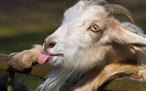 Goat Face Close Up Wallpaper Jpg 1920 1200 Goats Funny Cute Goats Goats