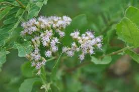 Image result for Pluchea dioscoridis