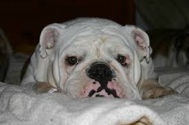 Fotograf Buldog Guzel Memeli Omurgali Kopek Turu Kanadalilar Eski Ingiliz Bulldog Beyaz Ingiliz Bulldog Oyuncak Bulldog Cilt Avustralya Bulldog Ingiliz Buldoglanlari Olde Ingilizce Bulldogge Etobur Sincap Kirisiklik Amerikan Buldogusu
