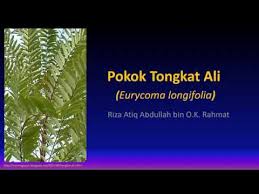 Upload, livestream, and create your own videos, all in hd. Khasiat Pokok Tongkat Ali Youtube