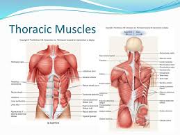 Chest muscles shoulder muscles back muscles shoulder pain relief male figure drawing muscle anatomy body anatomy foot reflexology chest workouts. Thoracic And Head Neck Muscles Ppt Download
