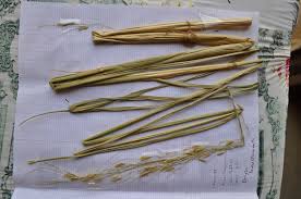 Image result for Oryza longistaminata