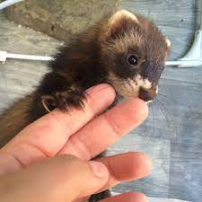 Pinterest Milkybambi Follow Me For More Like This Cute Ferrets Baby Ferrets Cute Animals