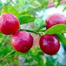 Also known as citrus caviar, the finger lime tree offers a unique fruit. The Red Lemon Characteristics And Where To Find It How To Plant