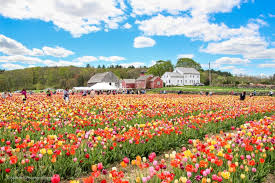 Why do bees visit flowers? 15 Boston Area Flower Farms You Ll Want To Check Out This Spring
