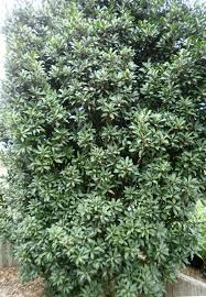 Image result for Rapanea