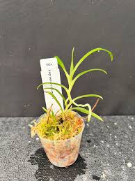 Image result for Angraecum calceolus