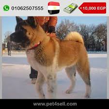 pin on dogs