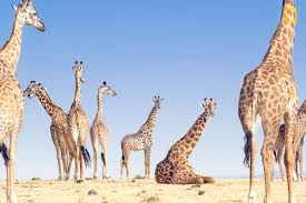 Pin On Animal Photos