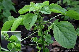 Image result for Acalypha lanceolata