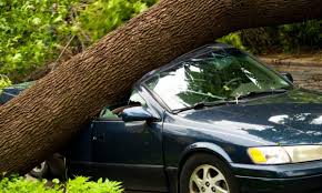Sonhar com Árvore Caindo em Cima de Mim no Jogo do Bicho - Números da Sorte!