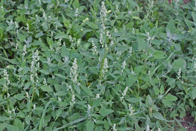 Chenopodium album