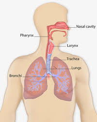 How do you say aquarius in spanish? What Is Lung Cancer Cdc