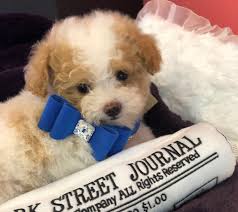 We did not find results for: Coton De Tulear Toy Poodle Mix Www Macj Com Br