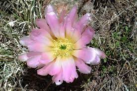Your favorite cactus, nicely staged. Echinocereus Pectinatus Mexico Zacatecas Real More Pictures At Http Www Echinocereus De Cactus And Succulents Cactus Succulents
