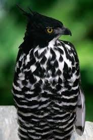 Black And White Hawk Eagle Facts Pin On Birds