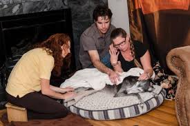 As your pet ages, you start to notice certain changes that warn you that the unthinkable is drawing near. Understanding Euthanasia Home Pet Euthanasia Of Southern California