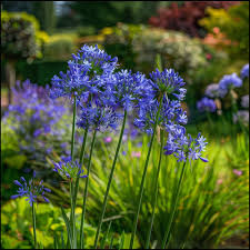 Image result for Agapanthus praecox