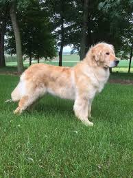 The english golden is such an amazing breed. Home Sunset Valley Retrievers Pine Island Mn