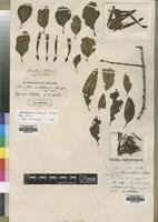 Image result for Agelanthus