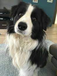 Border Collie In 2020 Dog Breeds Border Collie Dog Collie Puppies