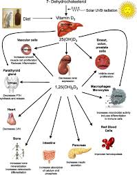 F1 Large Jpg 1004 1280 Vitamins Cancer Nutrition Health