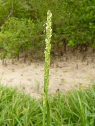 Image result for Stenotaphrum dimidiatum