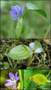 Image result for Monochoria