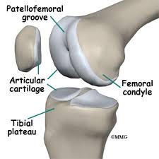 Maybe you would like to learn more about one of these? Knee Anatomy Eorthopod Com