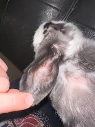 Image result for scabies rabbits ears