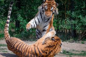 Fifa 16 tigres liga bancomer mx. India Duplica Su Poblacion De Tigres Antes De La Fecha Limite Ambientum