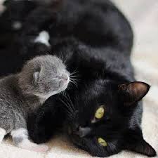 May 02, 2021 · two meows (probably learned from mama = mom) meant that the cat wants attention from my mother. Myau Kisa Koshka Cats Cat Cute Animals Cute Cats Cats