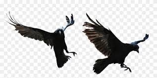Halloween Crow Vector Free Png Image With Transparent Transparent Background Raven Png Png Download 1013x462 504825 Pngfind We hope you enjoy our growing collection of hd images to use as a background or home screen for your. halloween crow vector free png image