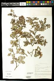 Image result for Cyphia lasiandra