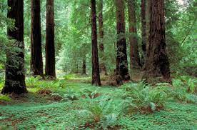 #logging, #old, #growth, #lumber, #woods, #saw, #axe, #lumberjacks, #trees. Where Can I Find Old Growth Redwoods In The Bay Area
