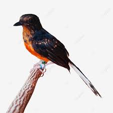 Lihat koleksi terbaru kami dari murai gambar png dengan latar belakang transparan. White Rumped Shama Bird Burung Murai Batu White Rumped Shama Shama Bird Murai Batu Png Transparent Clipart Image And Psd File For Free Download