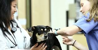 Seymour veterinary hospital seymour, ct 06483. Lauren Smith Chief Of Staff Banfield Pet Hospital Linkedin